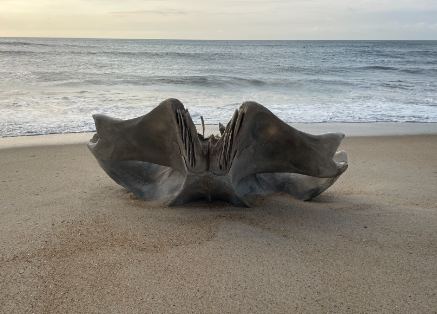 ‘Fascinating’ 40-ton whale skull washes up on North Carolina beach
